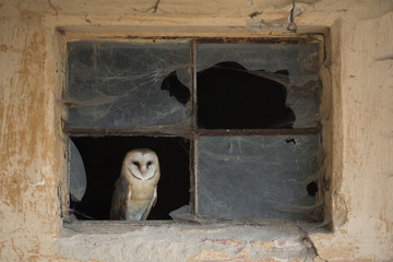 Barn owl portrait Tyto alba sitting in empty attic window frame of abandoned rural farm house in...