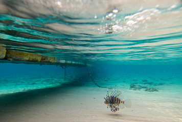 underwater landscape of the red sea