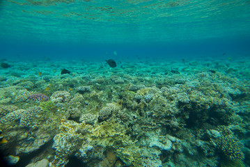 underwater landscape of the red sea