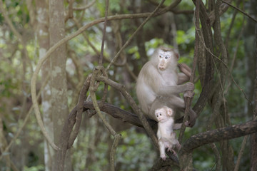Monkey family in nature