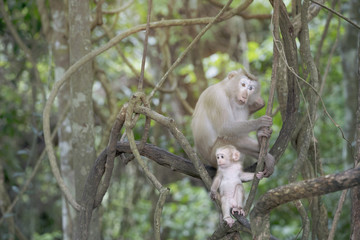 Monkey family in nature