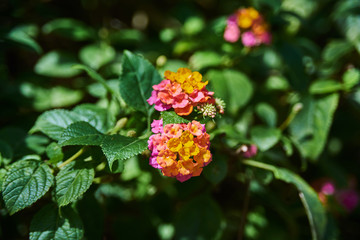 Beautiful colourful flowers closeup