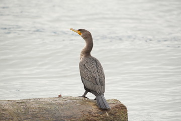 Double-crested cormorant (Phalacrocorax auritus)
