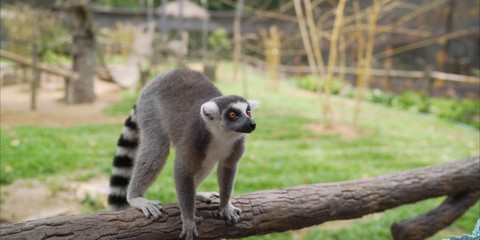 Lemur in the zoo. Lemur lies on the ground. Lemur in the park 
