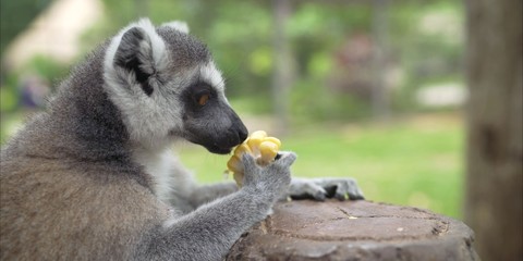 Lemur in the zoo. Lemur in the park.  Lemur eats at the zoo 