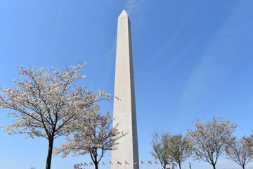 Famous Washington Monument in Washington D. C with beautiful trees with cherry blossoms in the USA