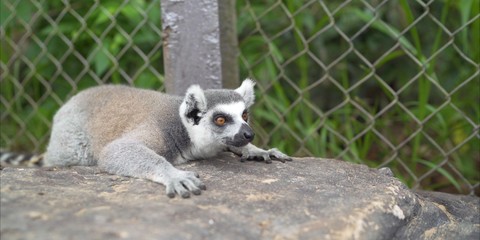 Lemur in the zoo. Lemur lies on the ground. Lemur in the park 
