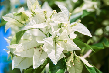 Beautiful  white  flowers closeup