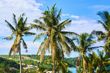 Fototapeta na wymiar Beautiful blue lagoon view through the palm trees