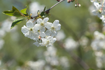 blooming cherry. closeup. Beautiful bokeh