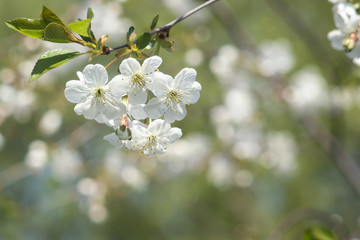 blooming cherry. close-up. Beautiful bokeh