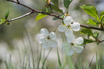 flowering cherry. closeup. Beautiful bokeh. view from the ground