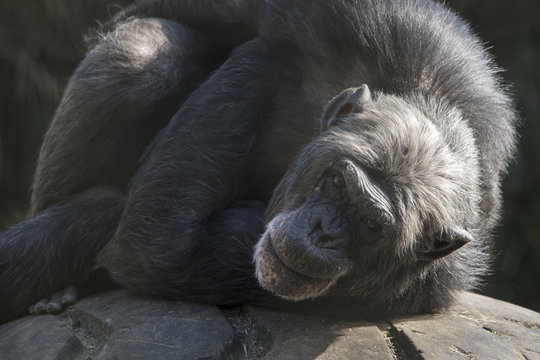 Chimpansee man houd in de gaten