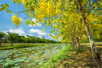 Fototapeta na wymiar Cassia Fistula at Park in on blue sky background in Phitsanulok Province, Thailand.
