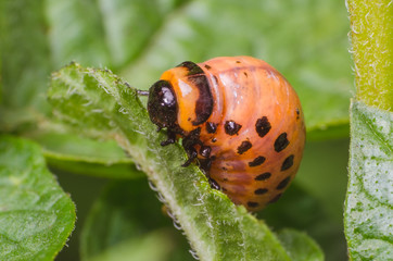 Red larva of the Colorado potato beetle eats potato leaves