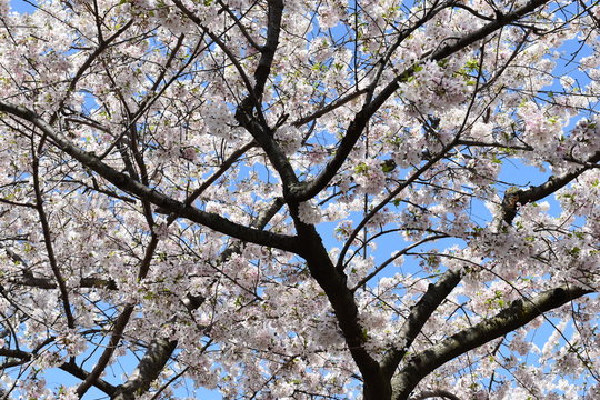 Closeup of beautiful white cherry blossoms photographed from below in a park in Washington D. C in the USA