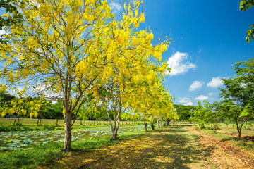 Cassia Fistula at Park in on blue sky background in Phitsanulok Province, Thailand.