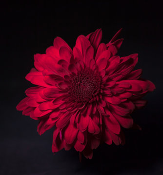 Red Chrysanthemum