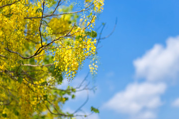 Cassia Fistula at Park in on blue sky background in Thailand.