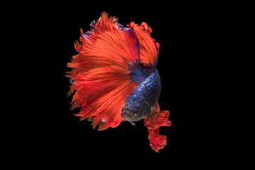 Fensteraufkleber The moving moment beautiful of siam betta fish in thailand on black background.  © Soonthorn