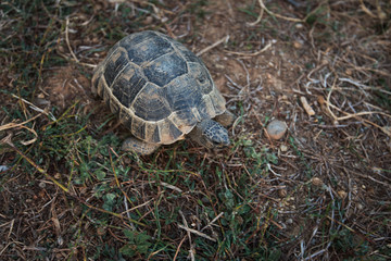 Photo of the turtle on the land