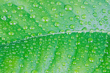 The wet leaf of the lemon tree with the drops of rain or dew. The macro shot is made by means of stacking technology