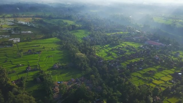 Amazing aerial view of rice plantation at sunset in sunlights aerial footage