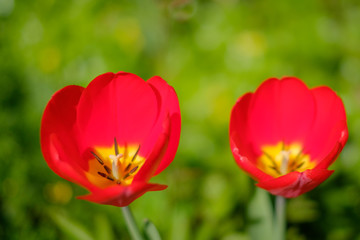red tulip flowers on meadow -  two red flowers isolated  