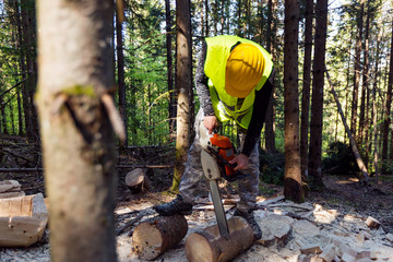 Lumberjack working in the forest.Man at work