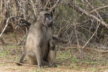 Babouin, mâle, Papio hamadryas, Afrique du Sud