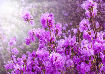 Blooming purple rhododendron in the garden in springtime