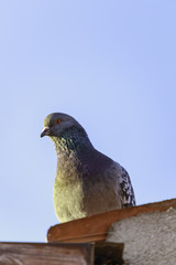 pigeon on the blue background