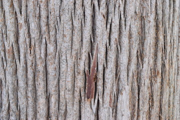 Obraz premium Closeup of a brown tree bark