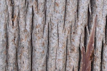Closeup of a brown tree bark