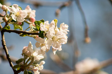 Obraz premium flowers of a blossoming apple tree