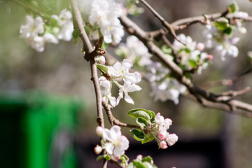 flowers of a blossoming apple tree
