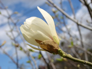 Macro of purple magnolia bud in botanical garden