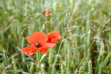 Naklejka premium Poppy blossom