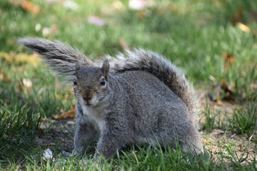 Closeup of a cute squirrel sitting in a park on a green meadow in Washington on a sunny spring day