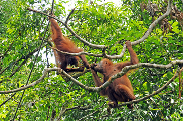 Orangutans