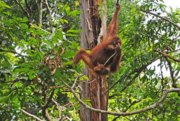 Orangutans