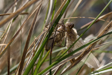 Libelle beim Schlüpfen aus der Larve