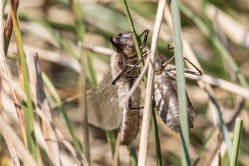 Libelle beim Schlüpfen aus der Larve