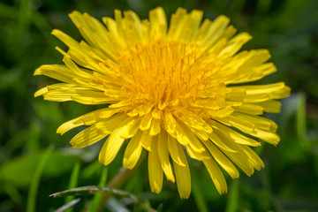 A Dandelion Close Up