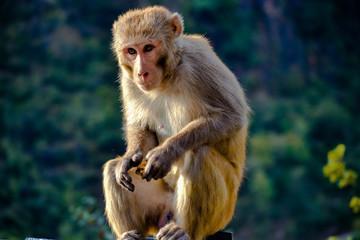 Emotional Monkey with food in his hand found in india