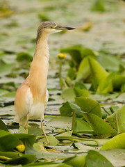 Squacco Heron (Ardeola ralloides) on a Branch with natural water lily background at sunset
