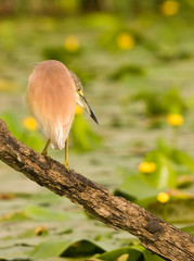 Squacco Heron (Ardeola ralloides) on a Branch with natural water lily background at sunset
