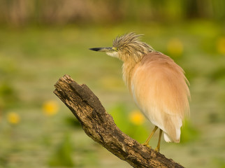 Squacco Heron (Ardeola ralloides) on a Branch with natural water lily background at sunset