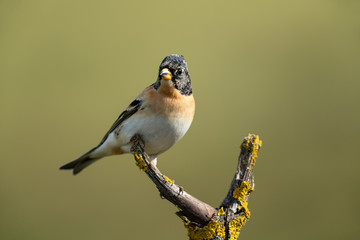 Brambling, Fringilla montifringilla