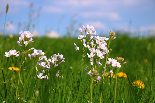 wiesenschaumkraut   insektenwiese